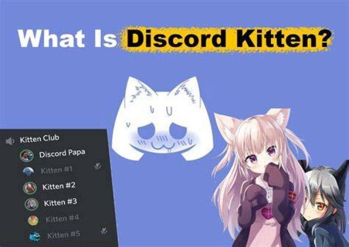 Discord Kitten: The Ultimate Guide to Understanding and Engaging with the Trend