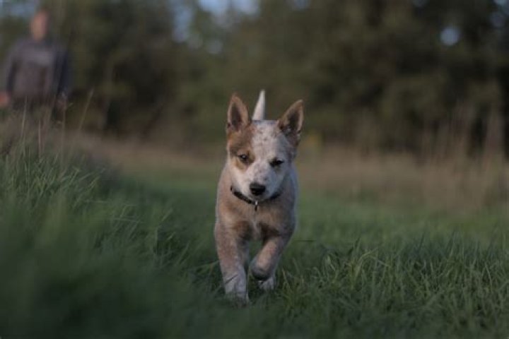 Discovering the Red Heeler: A Comprehensive Guide to This Energetic and Loyal Breed